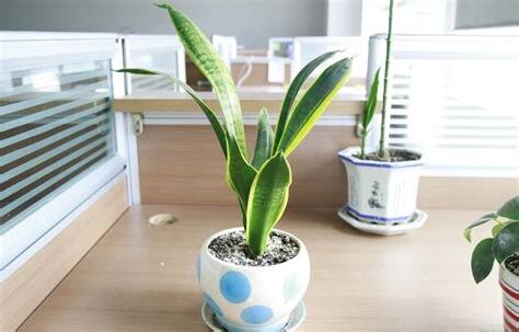 辦公室 植物 風水